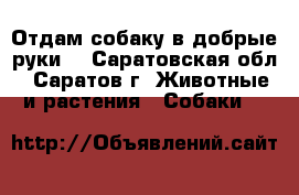 Отдам собаку в добрые руки. - Саратовская обл., Саратов г. Животные и растения » Собаки   